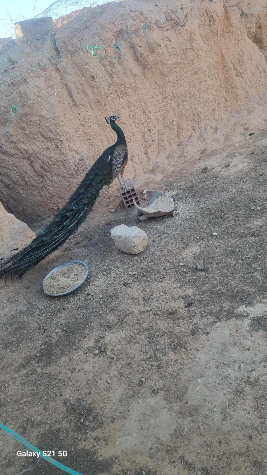 Maison D'Hote Dar Massouada Toujane Buitenkant foto